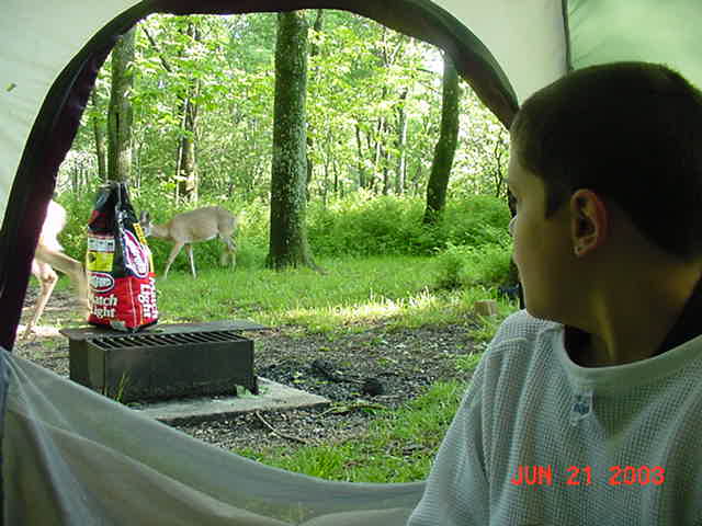 Mike watching deer S.V. VA 2003